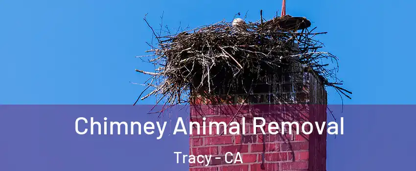  Chimney Animal Removal Tracy - CA