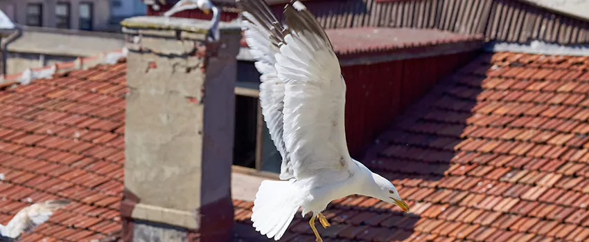 Residential Chimney Animal Removal Solution in Tracy, CA